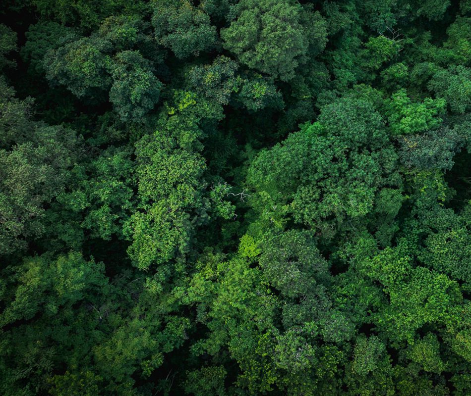 Print Effect + Nullus