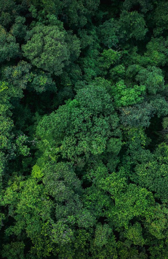 Print Effect + Nullus